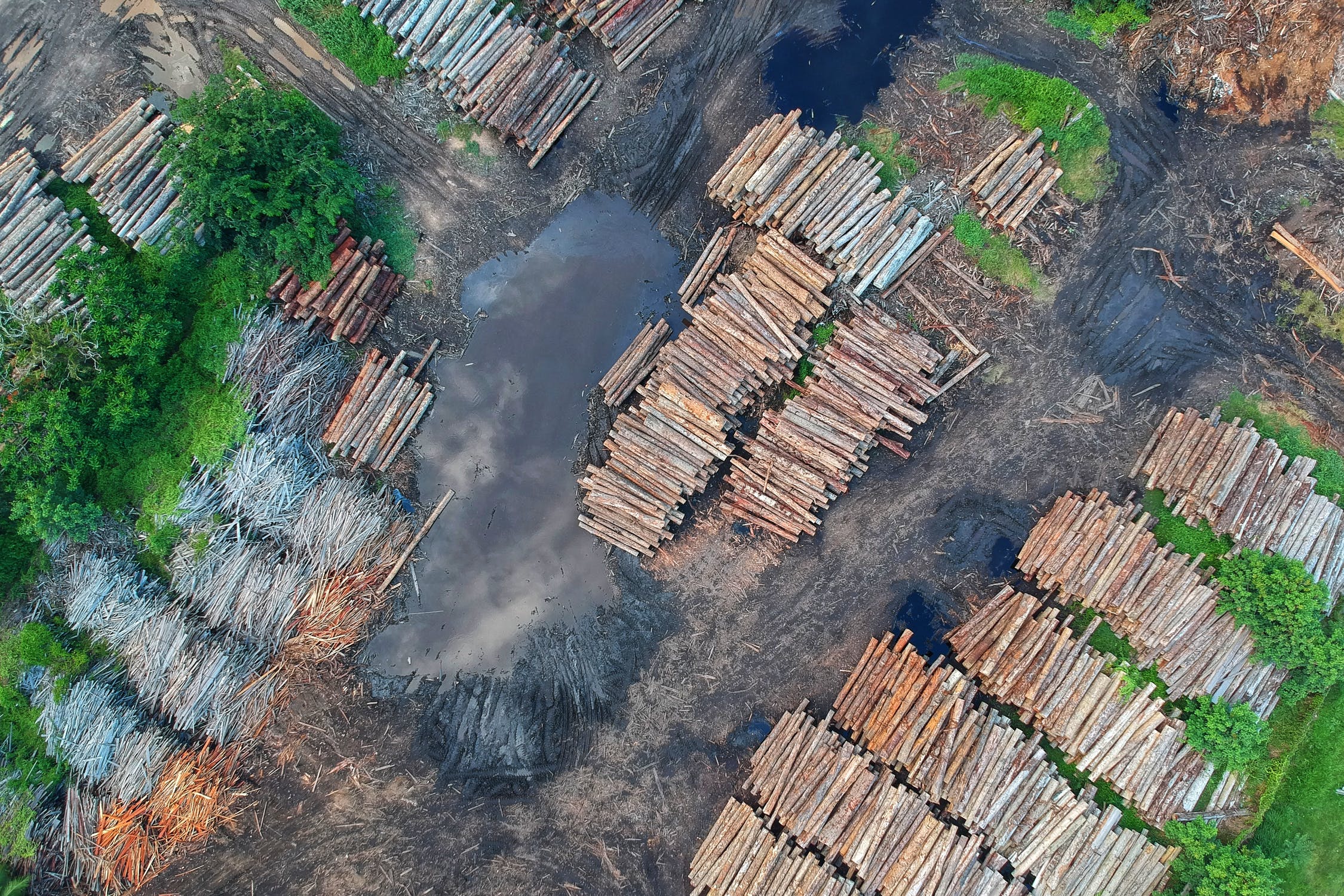 deforestation - BlackRock's Big Problem