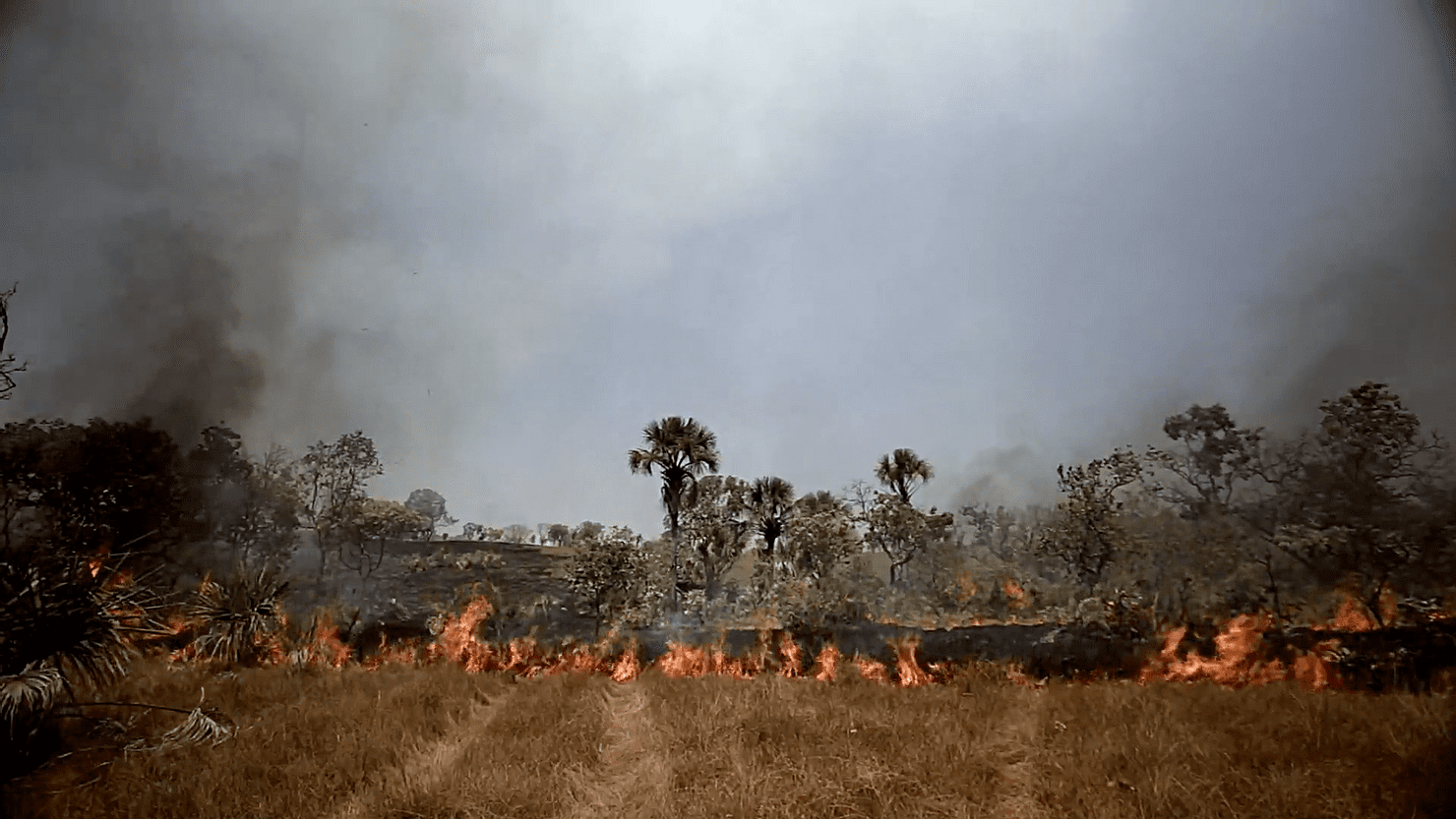 deforestation - BlackRock's Big Problem
