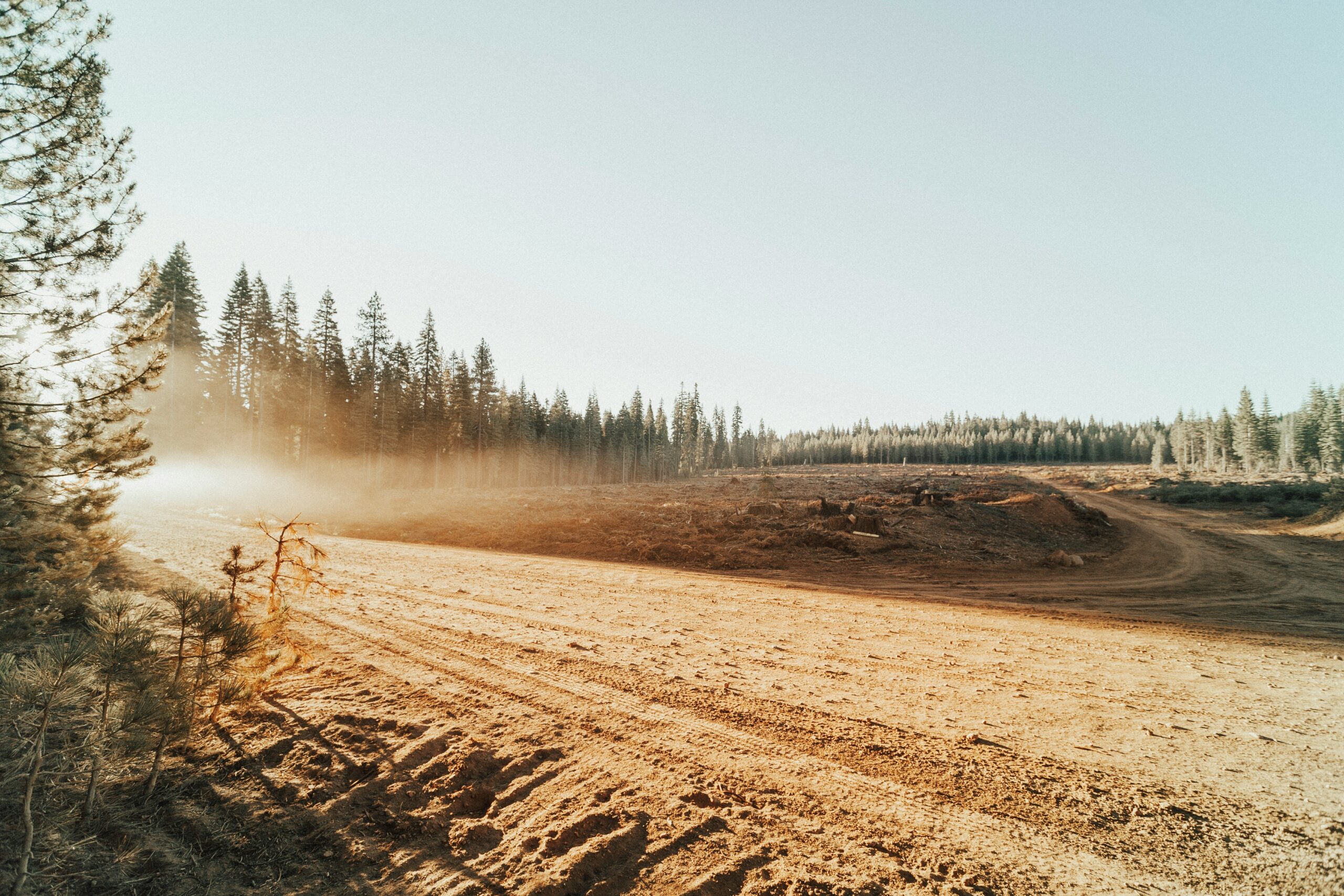 picture of clear cut land with forest on the edge.